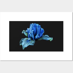 Blue iris flower Posters and Art